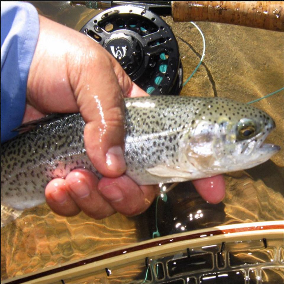 Maximumcatch 5-8wt Plastic Fly Fishing Reel Disc B