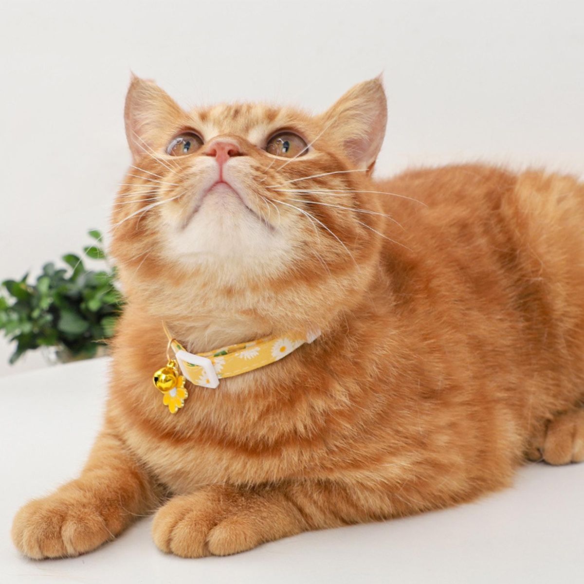 Pet Neck Strap Colorful Sunflower Pet Cat Collar Ornament Yellow