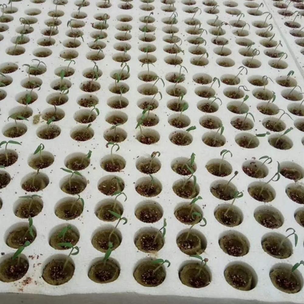 50pcs Grow Plug A Pack Grodan 1 "Starter Cubes Plugs-hydroponic Rockwool Grow Media. Spread Cloning Rock Wool Cubes