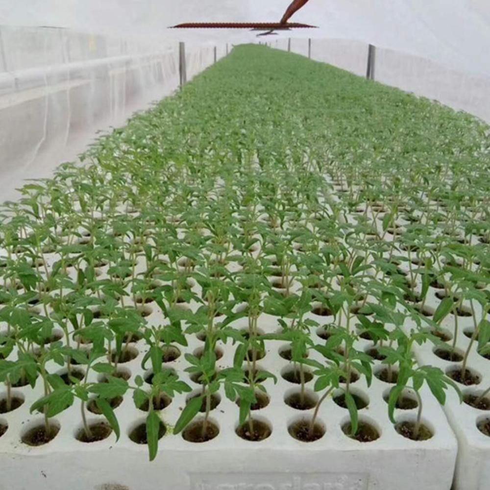 50pcs Grow Plug A Pack Grodan 1 "Starter Cubes Plugs-hydroponic Rockwool Grow Media. Spread Cloning Rock Wool Cubes