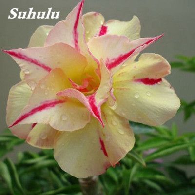 Artificial Flower Planter Desert Rose 5pcs Adenium Obesum