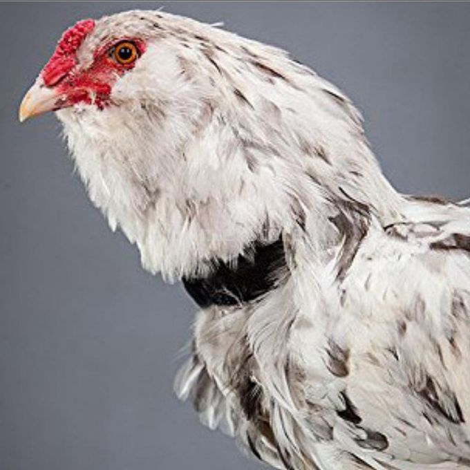 16pcs Chicken Collar Prevent Rooster From Screaming For Rooster Goose