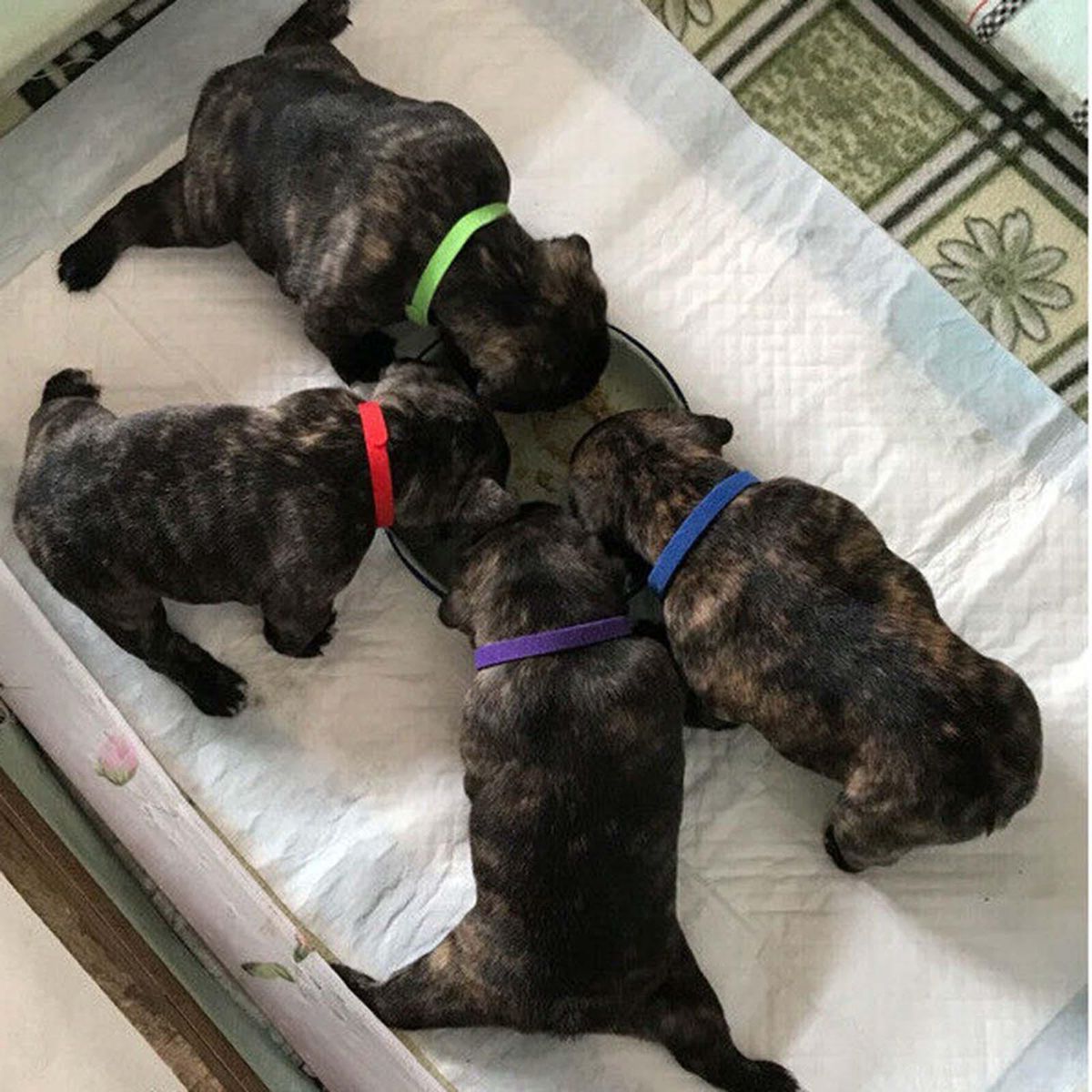 12Pcs 20cm Puppy Collars Comfortable Personalised Newborn