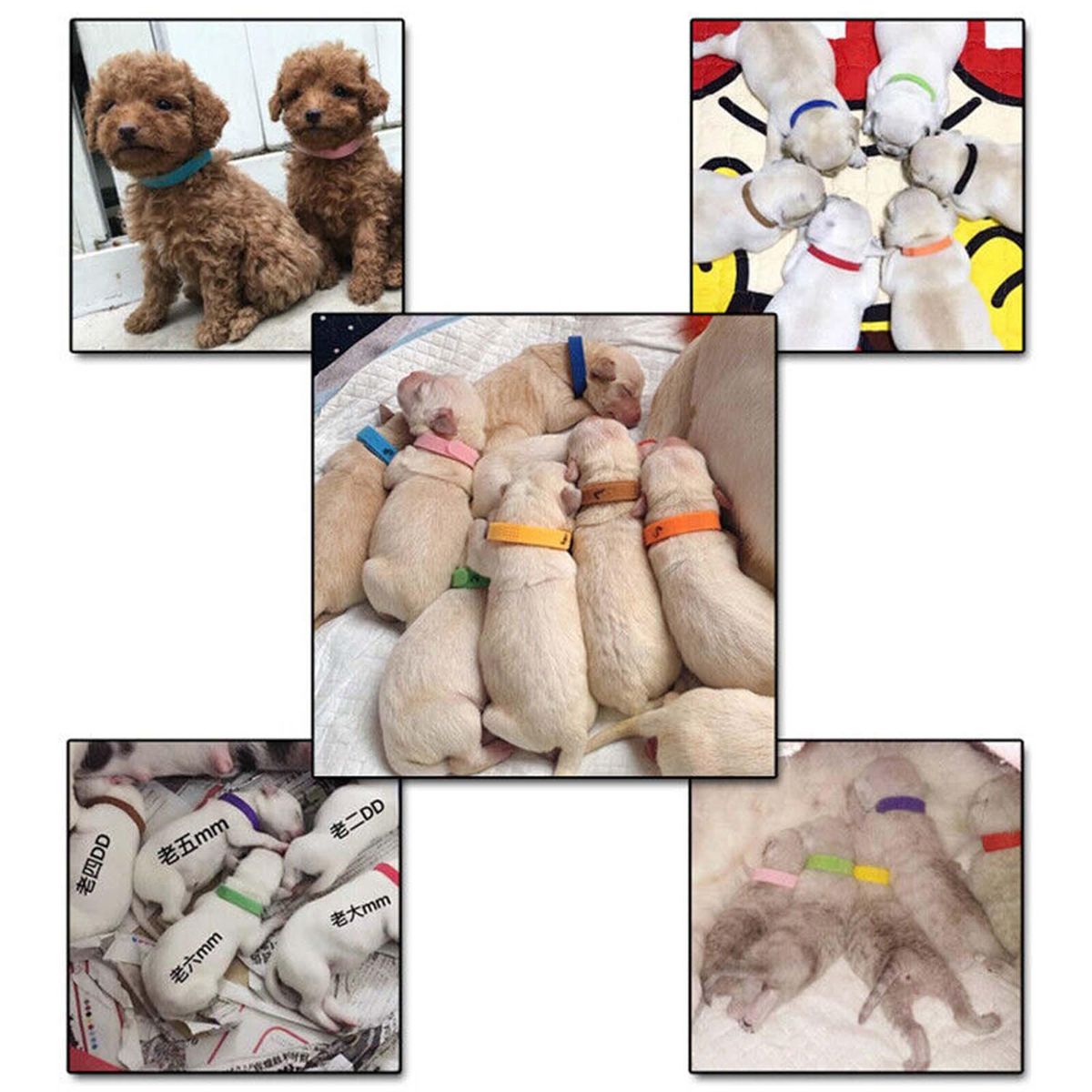 12Pcs 20cm Puppy Collars Comfortable Personalised Newborn