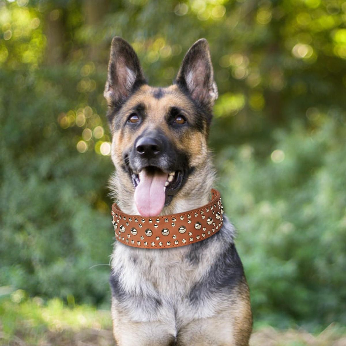 Puppy Collar Breeds Strong Medium 1 Piece Bright M Brown