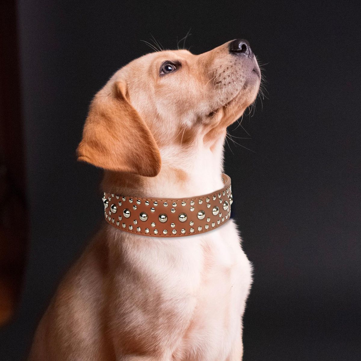 Puppy Collar Breeds Strong Medium 1 Piece Bright M Brown