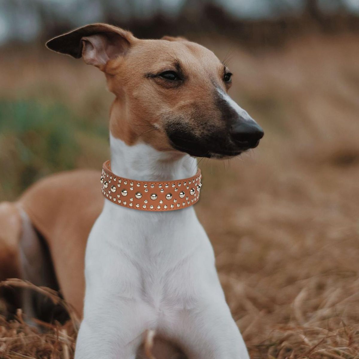 Puppy Collar Breeds Strong Medium 1 Piece Bright M Brown