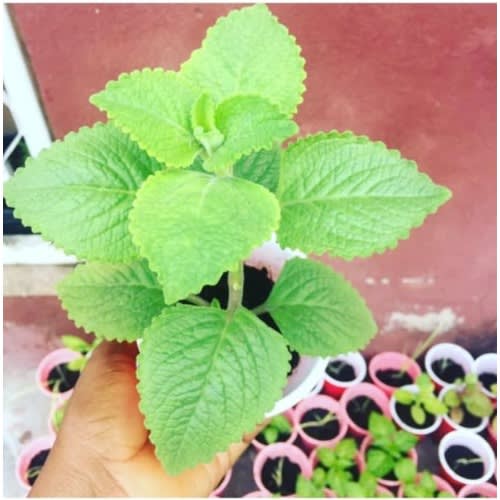 Soil Less Multipurpose Potting Soil - 40 Litres