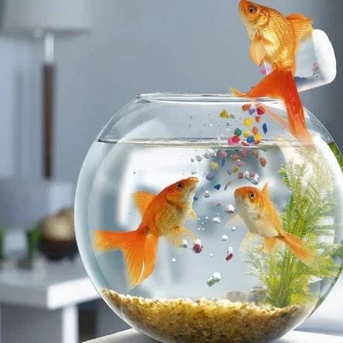 Multipurpose Glass Bowl For Pet Fish Or Punch - 2.5litres