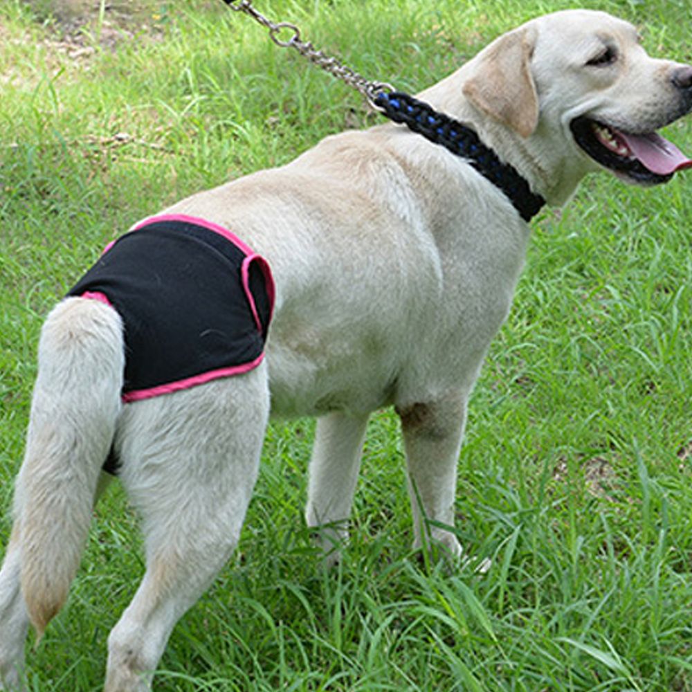 Pets Supplies Comfortable Magic Tape Brief Dogs Teddy Golden