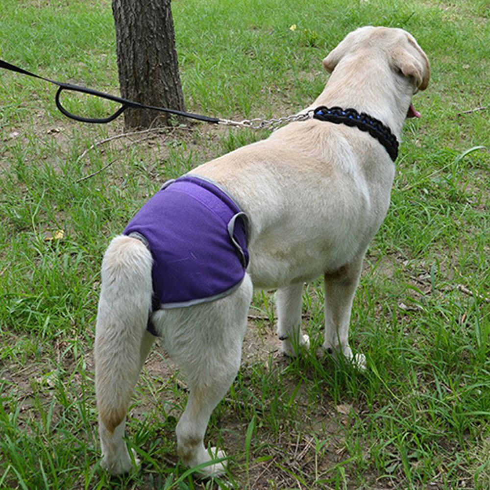 Pets Supplies Comfortable Magic Tape Brief Dogs Teddy Golden