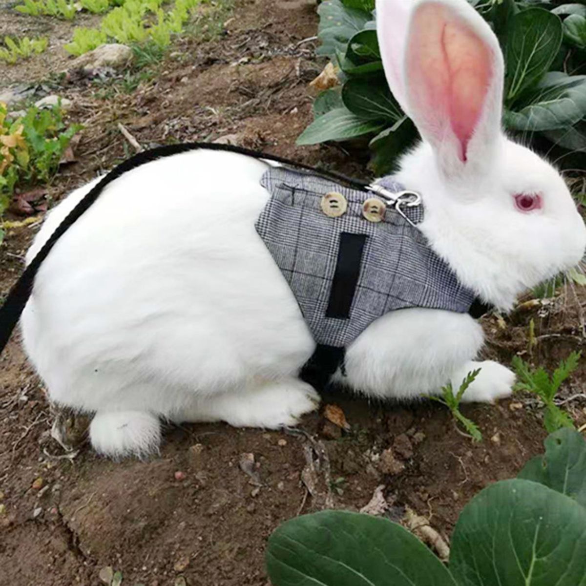 Fashinable Comfortable Rabbit Suit Harness Leash Cute Bunny