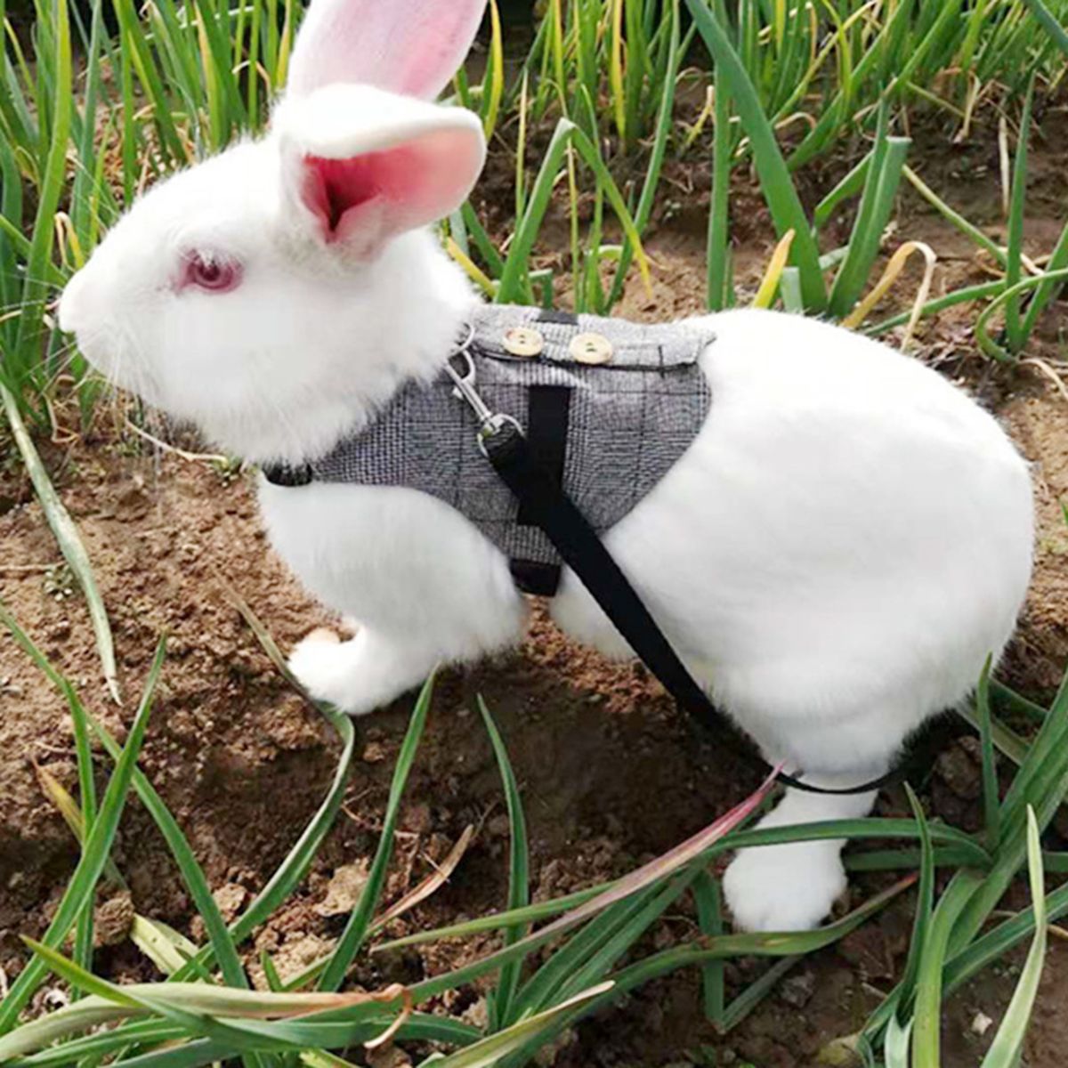 Fashinable Comfortable Rabbit Suit Harness Leash Cute Bunny