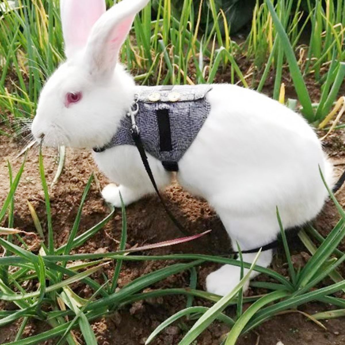 Fashinable Comfortable Rabbit Suit Harness Leash Cute Bunny