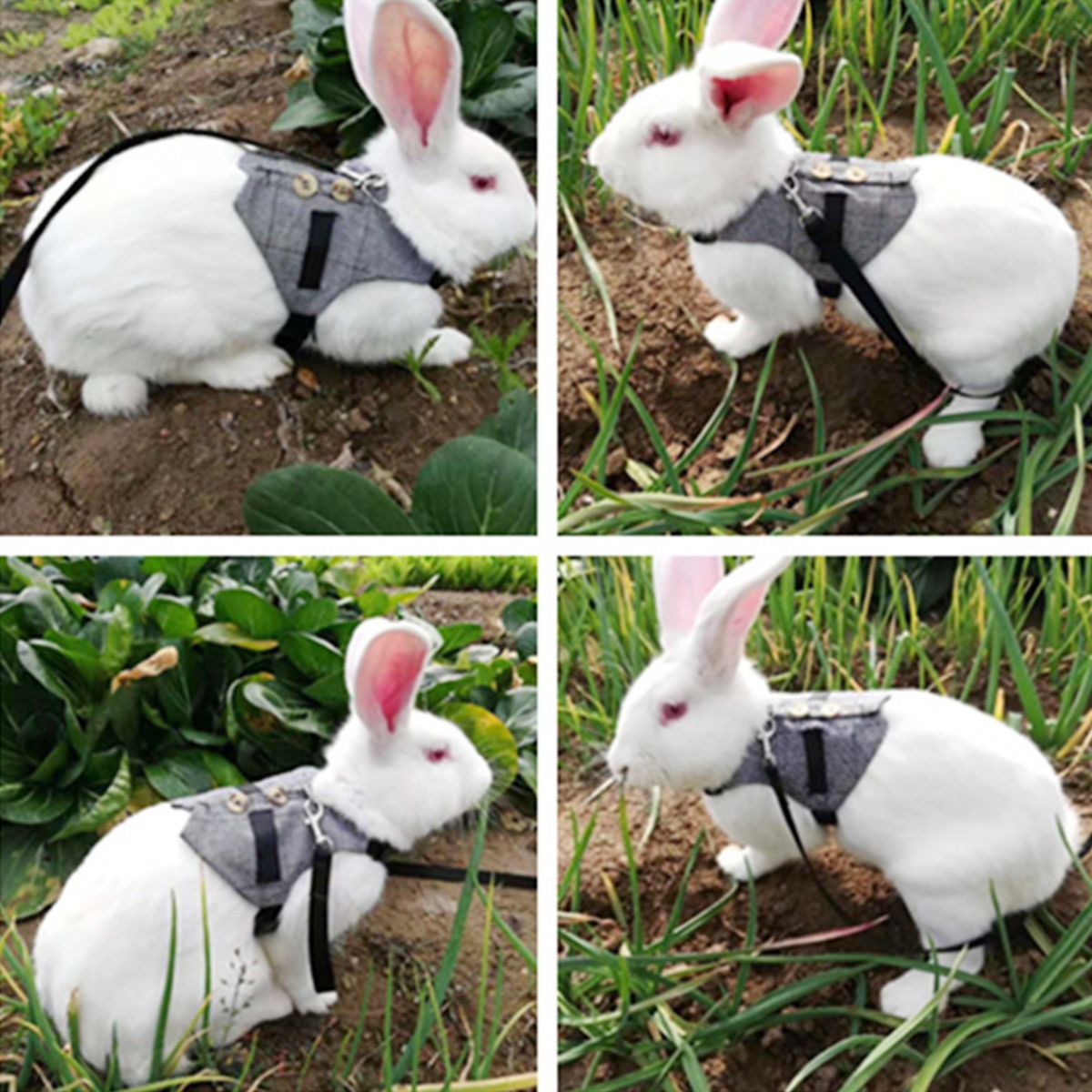 Fashinable Comfortable Rabbit Suit Harness Leash Cute Bunny