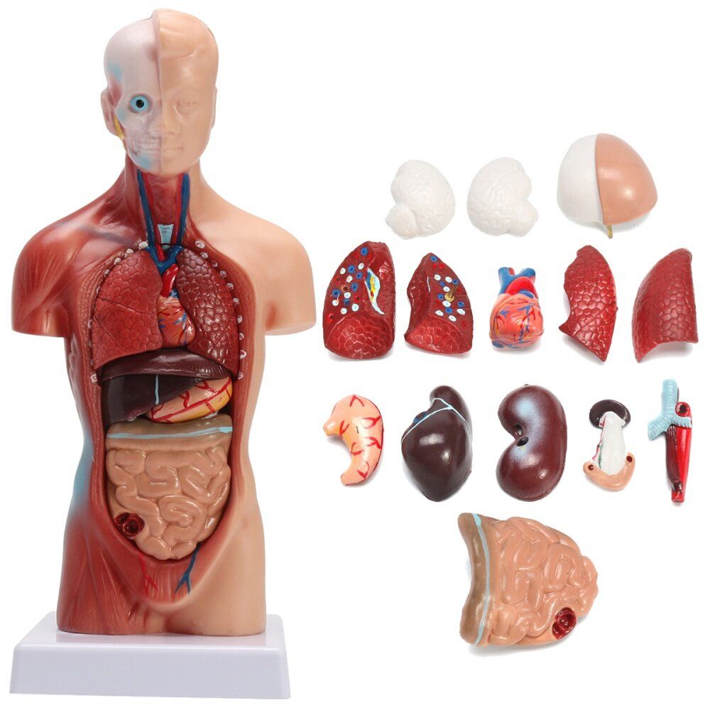 Human Male Torso Adult Tall Paul Anatomical Anatomy Teaching Model New US