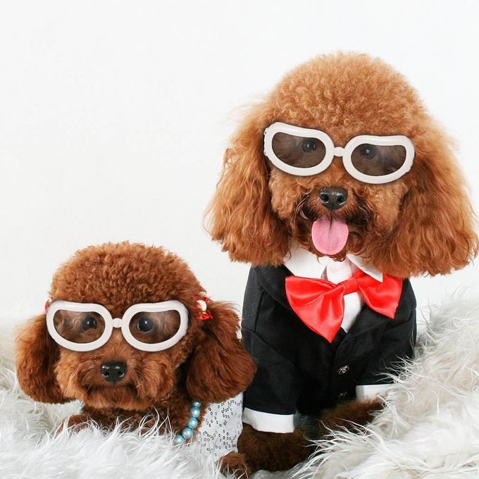 New Pet Goggles Small Dog Sunglasses Anti-Fog Anti-wind-
