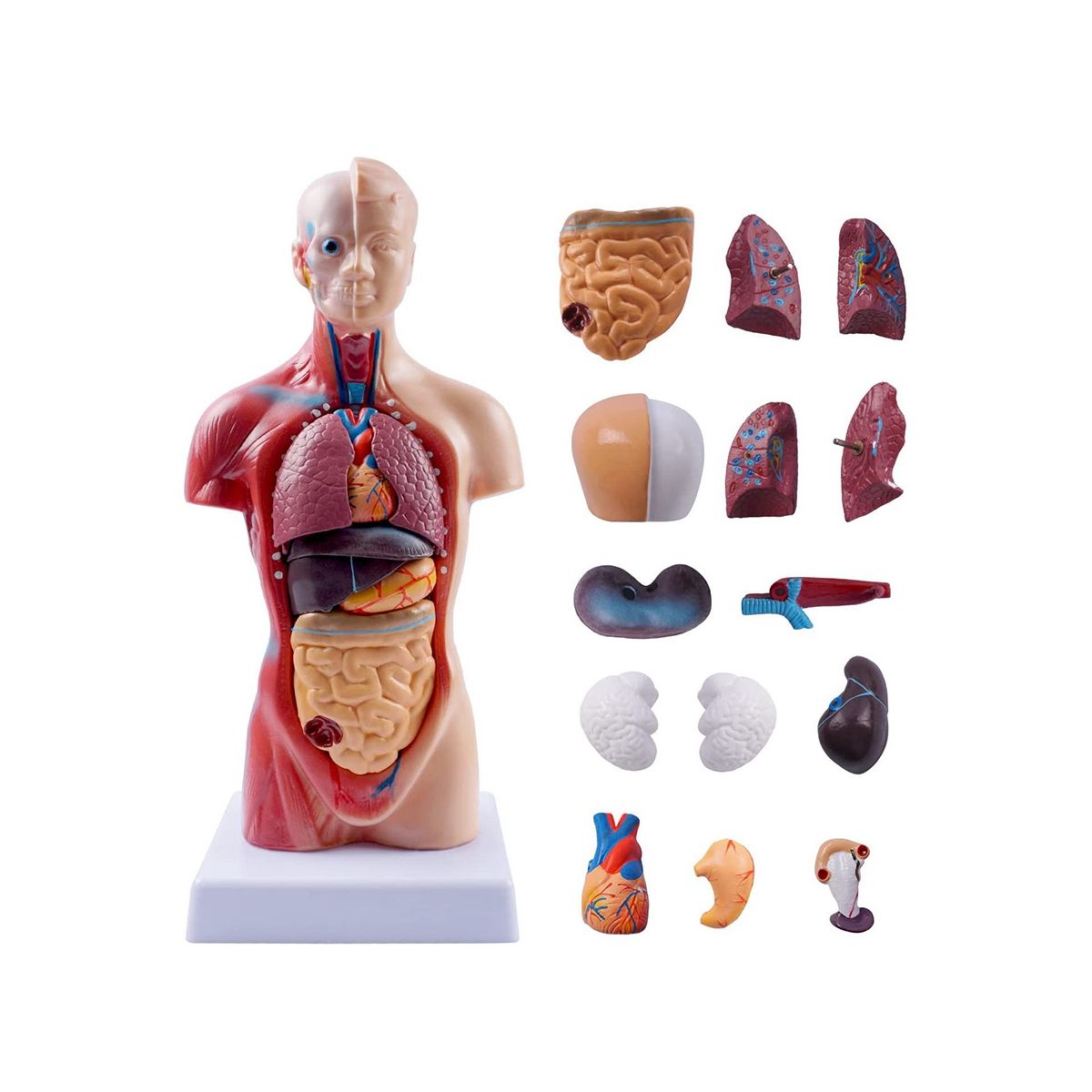 11 Inch Human Torso Body Model Anatomy Anatomical Internal