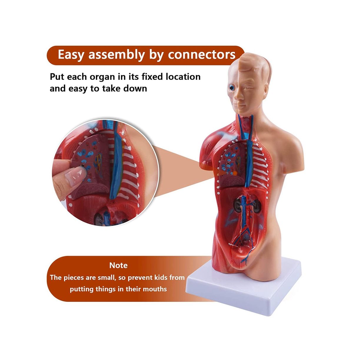 11 Inch Human Torso Body Model Anatomy Anatomical Internal