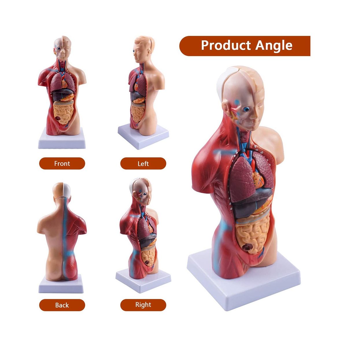 11 Inch Human Torso Body Model Anatomy Anatomical Internal
