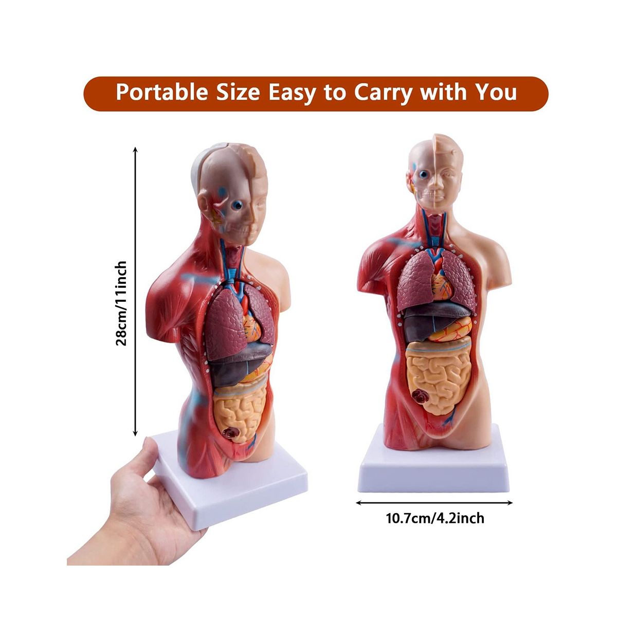 11 Inch Human Torso Body Model Anatomy Anatomical Internal