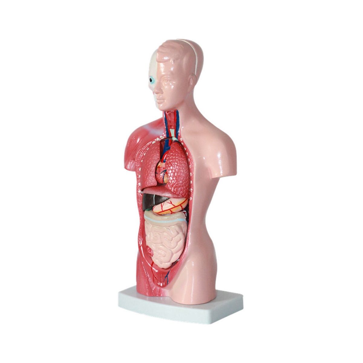 11 Inch Human Torso Body Model Anatomy Anatomical Internal