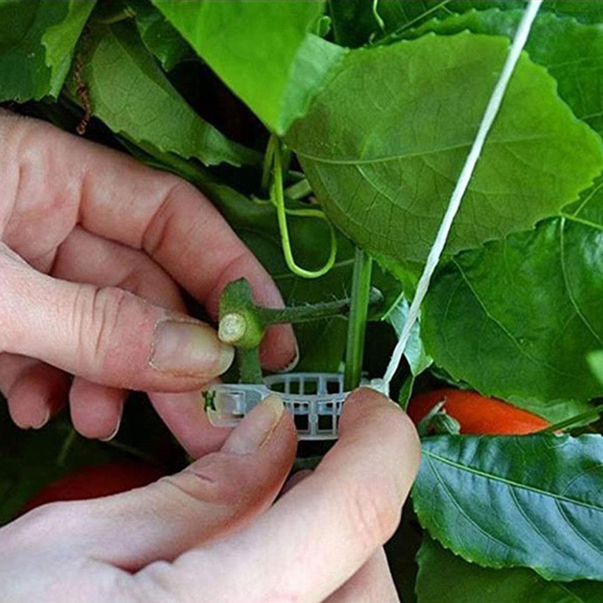 10Pcs Plant Hanging Hook Greenhouse Flower Vine Support Hook White