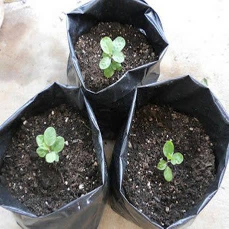 Grow Plant Nursery Bags (10x12 Inches) - 100 Pieces