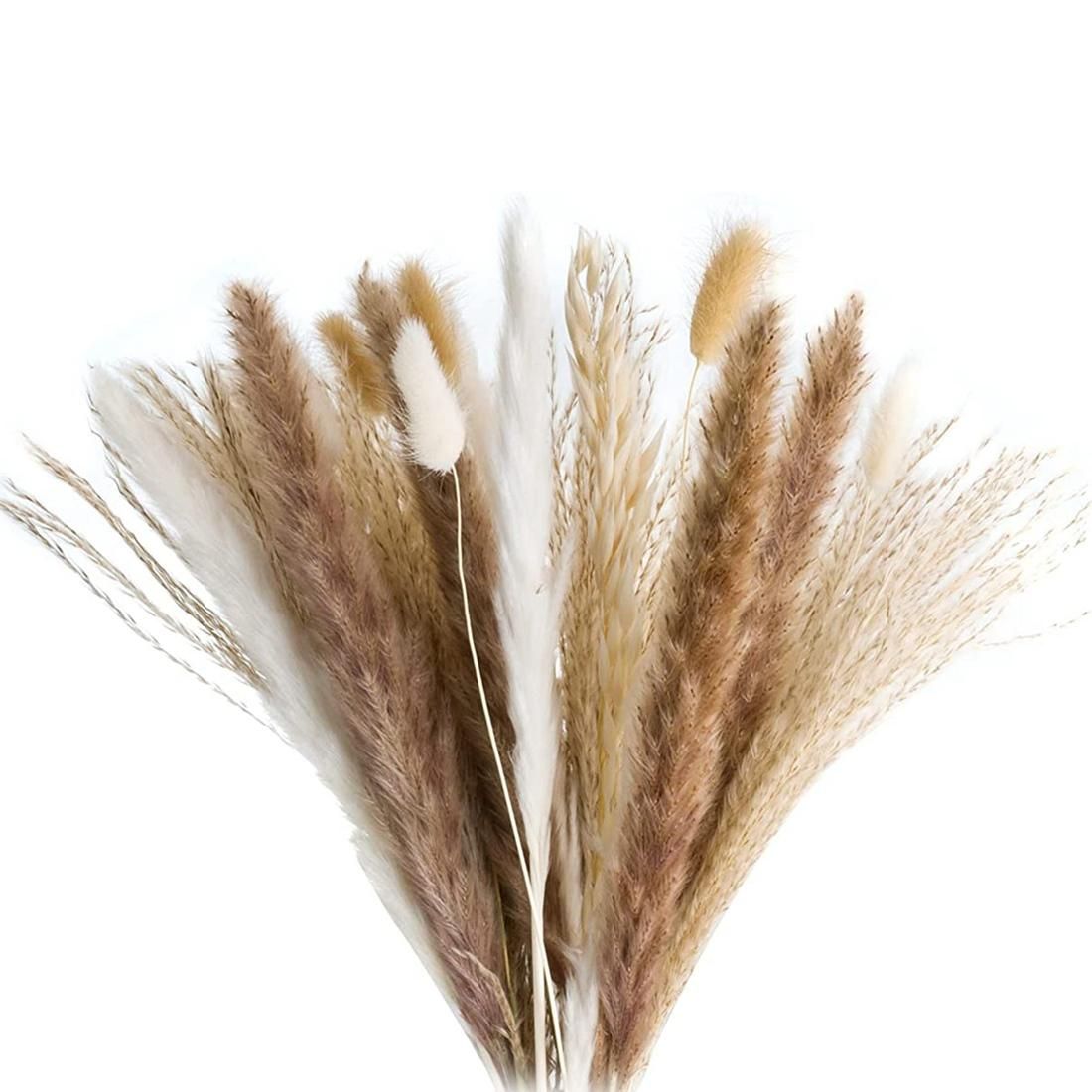 72 Pcs Pampas Grass - Fluffy White/Brown Pampas, Reed