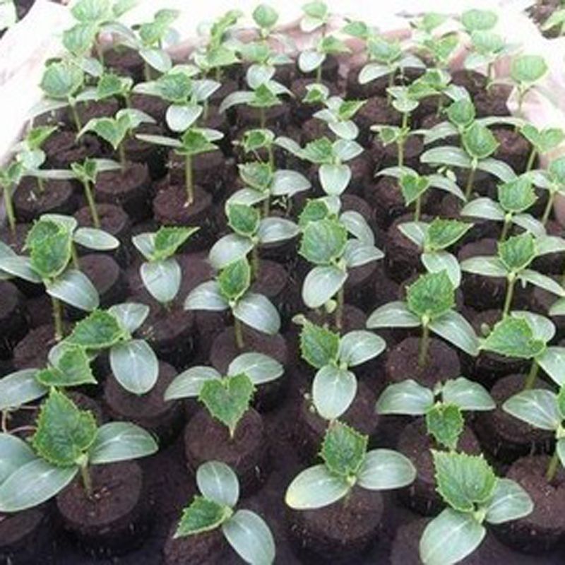Nursery Block Peat Pellets For Garden Flowers Planting Agriculture Green Soil Block For Seedling Cultivation 10 Pcs