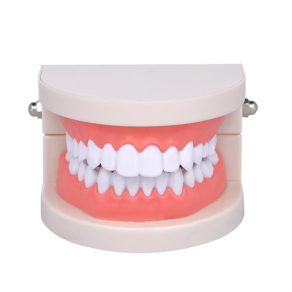 Standard Tooth Teaching Giant Dental Dentist Teeth Model Child Kidtraining Model Disease Teeth Medical Educational Model