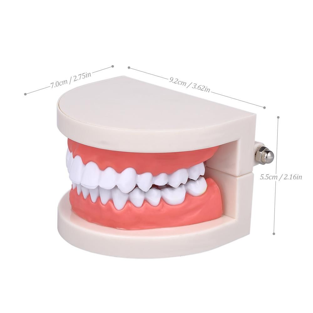 Standard Tooth Teaching Giant Dental Dentist Teeth Model Child Kidtraining Model Disease Teeth Medical Educational Model