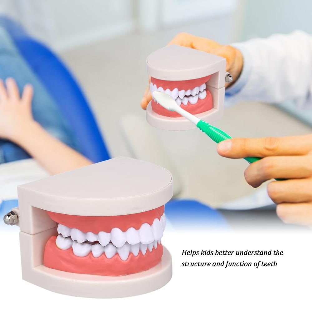 Standard Tooth Teaching Giant Dental Dentist Teeth Model Child Kidtraining Model Disease Teeth Medical Educational Model