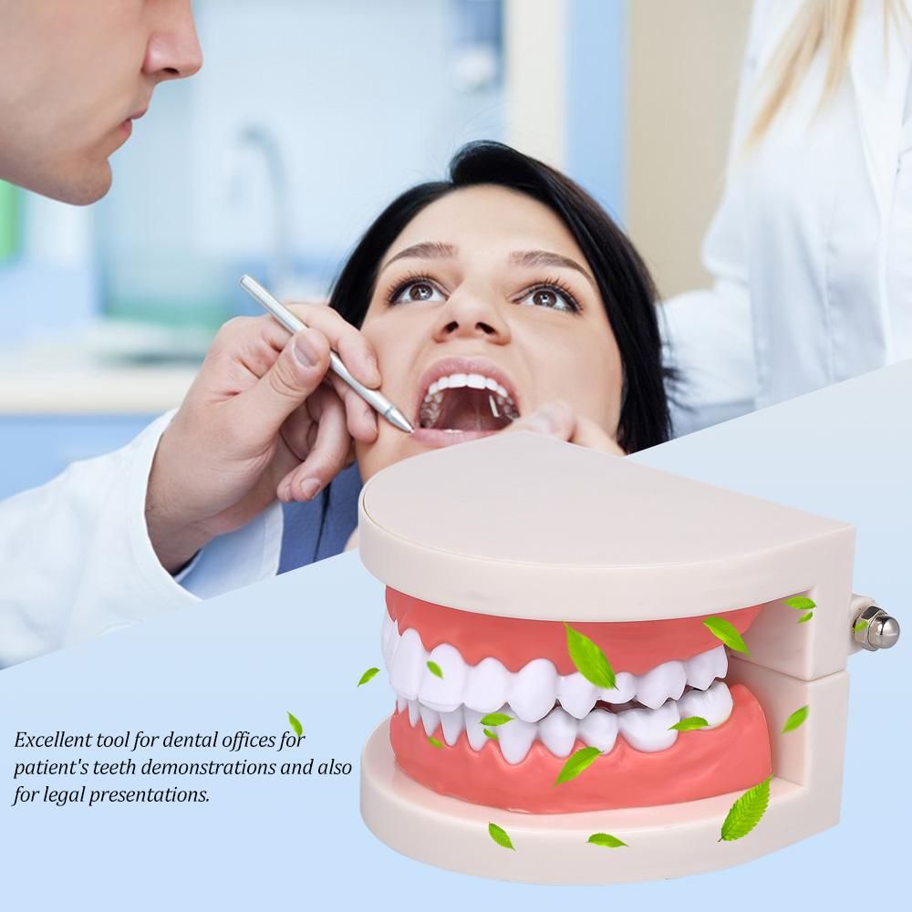 Standard Tooth Teaching Giant Dental Dentist Teeth Model Child Kidtraining Model Disease Teeth Medical Educational Model