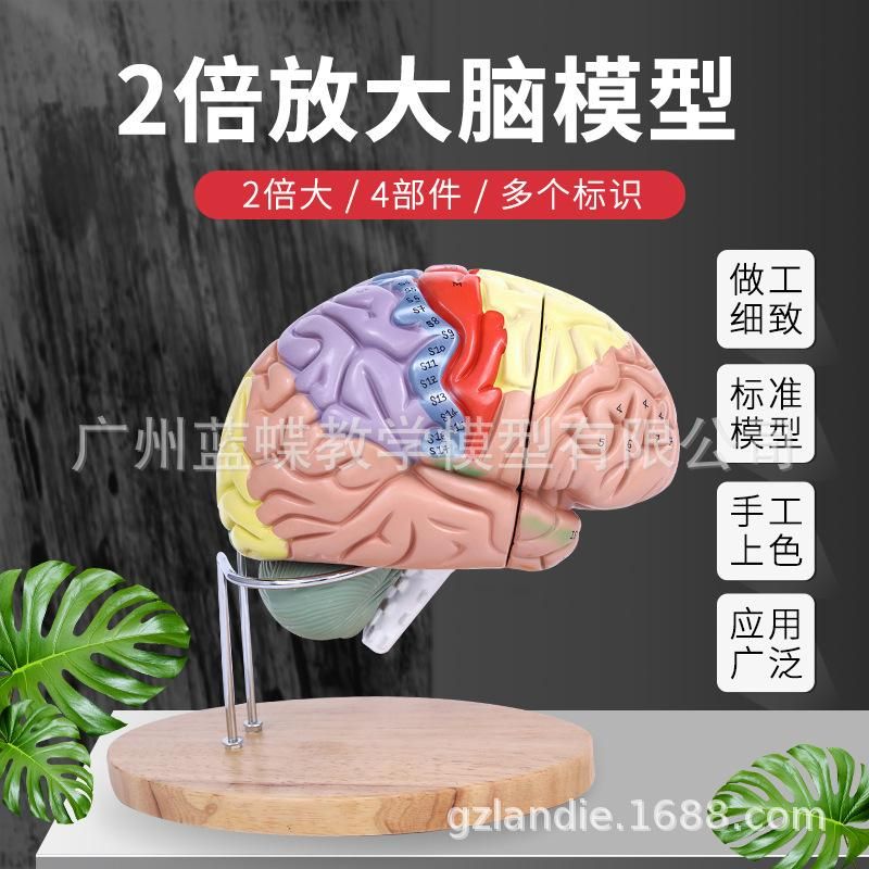 2 times magnification 4 parts brain with cerebral artery model cerebrovascular model neurology human brain anatomy model