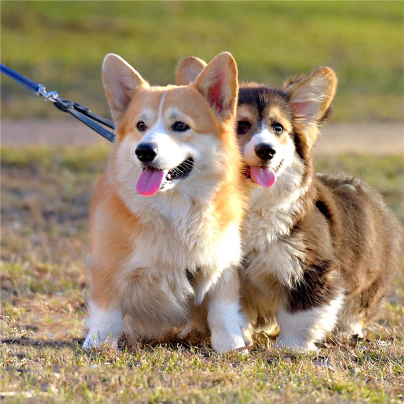 Blue 50ft/15m Long Dog Pet Puppy Training Obedience Lead