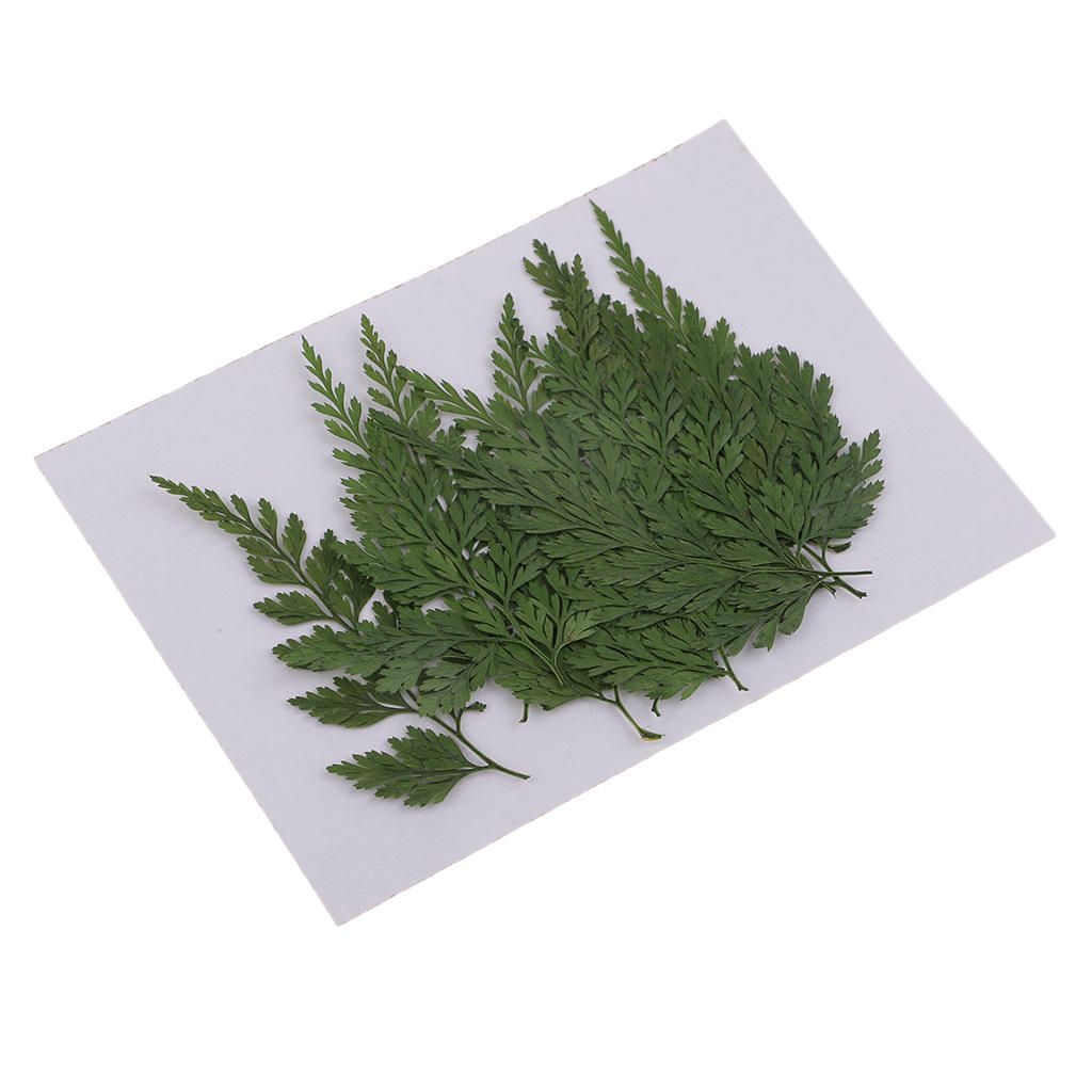 12 Real Pressed Dried Flower Leaves For Epoxy Resin Jewelry Making