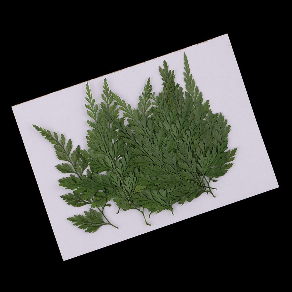 12 Real Pressed Dried Flower Leaves For Epoxy Resin Jewelry Making