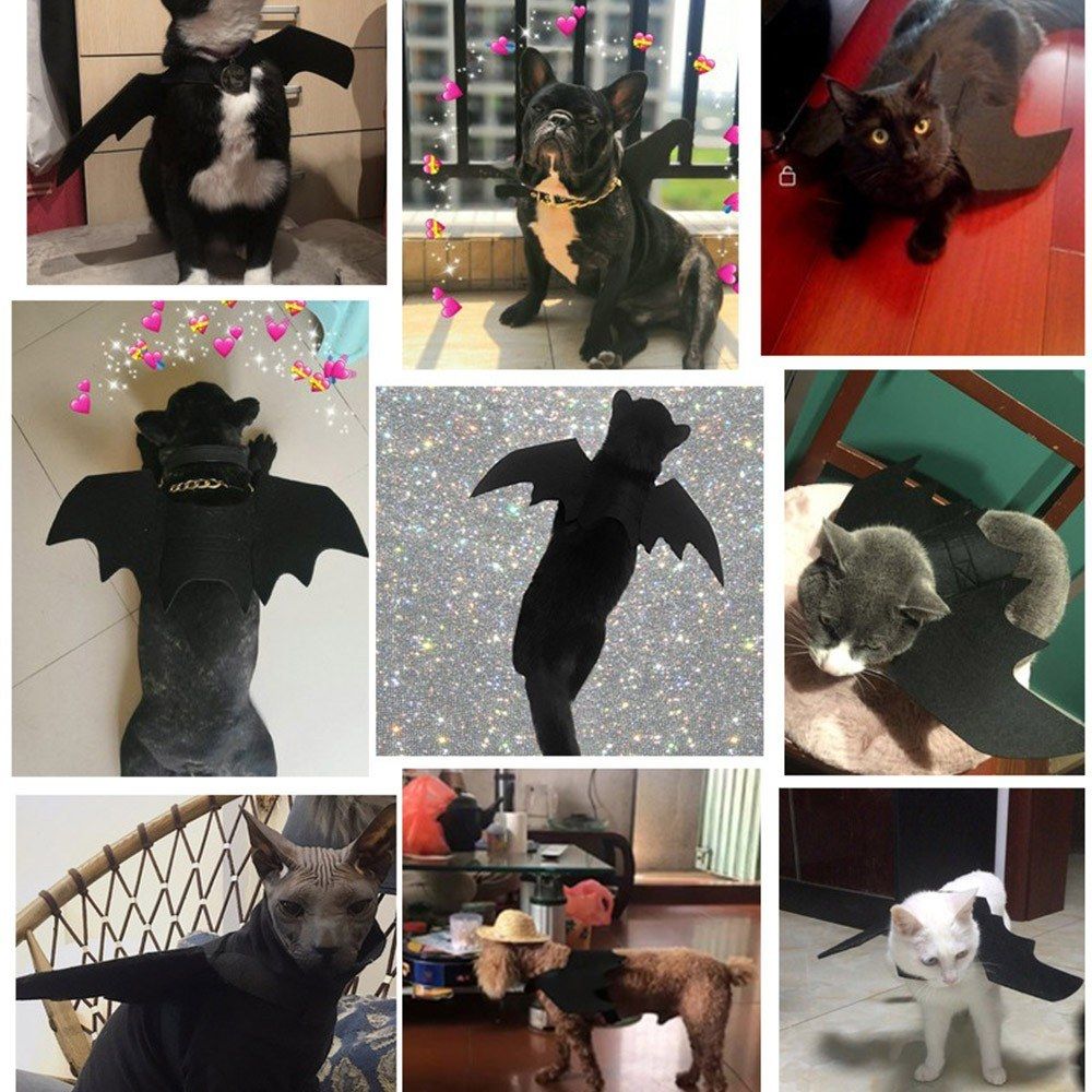 Halloween Pet Bat Costume Cat Bat Costume For Halloween Pet