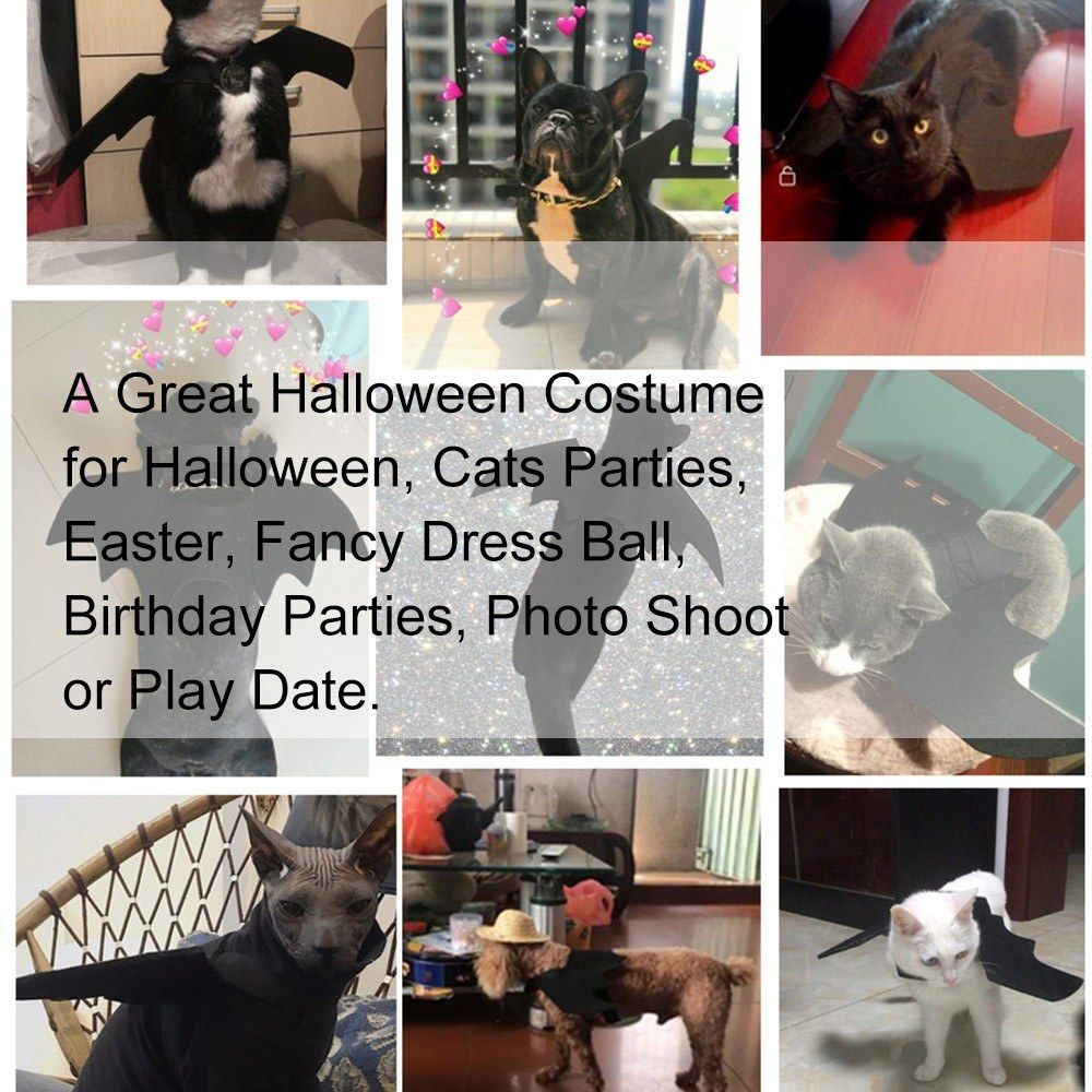 Halloween Pet Bat Costume Cat Bat Costume For Halloween Pet