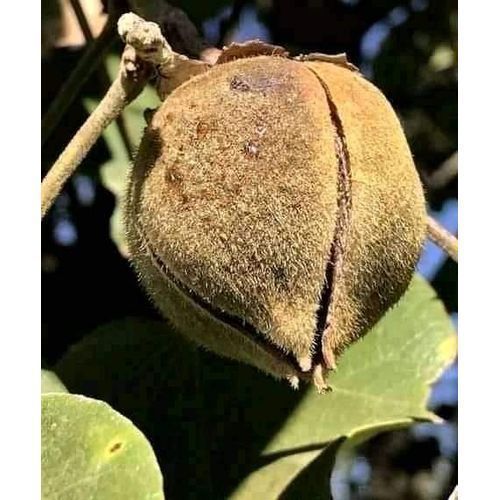 Gorontula, Gorontula Silky Kola, Azanza Garckeana-20 Kolas, Fruits