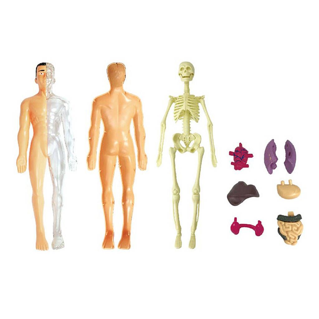 Human Anatomical Anatomy Skeleton Model Education Anatomy Models