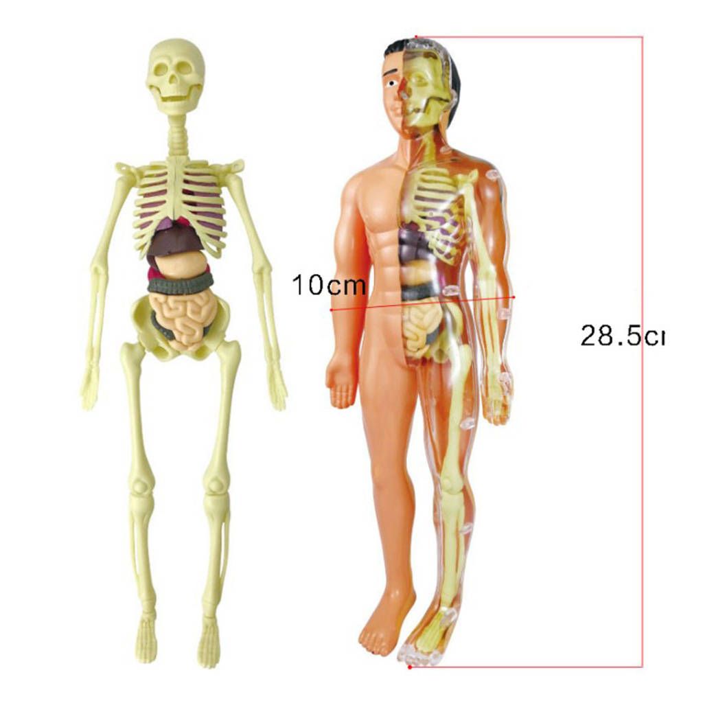 Human Anatomical Anatomy Skeleton Model Education Anatomy Models