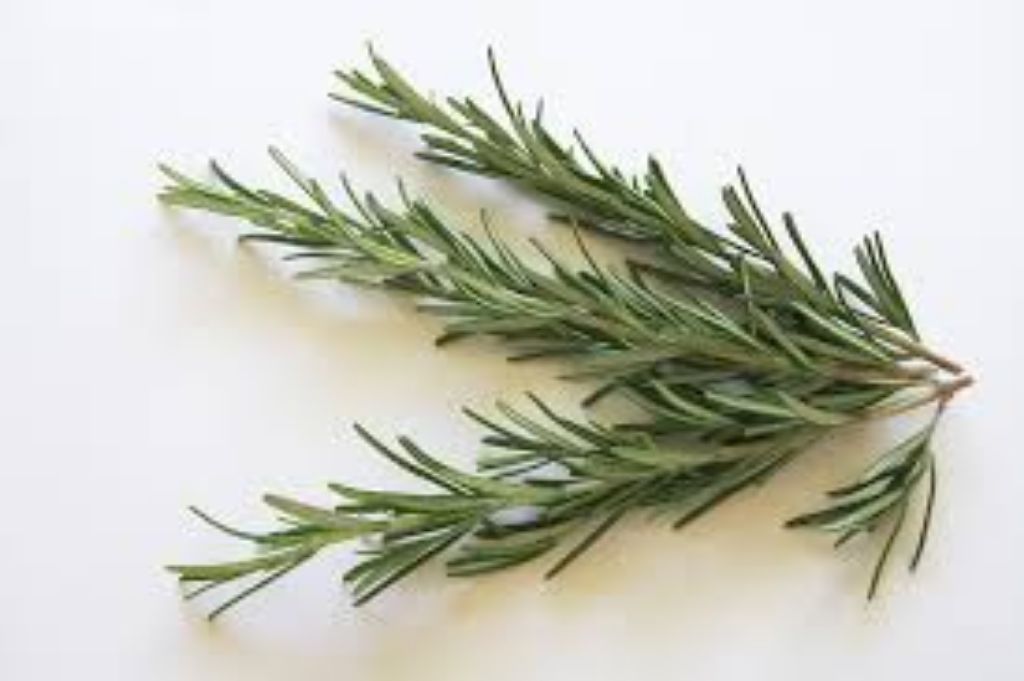 Organic Rosemary Leaf