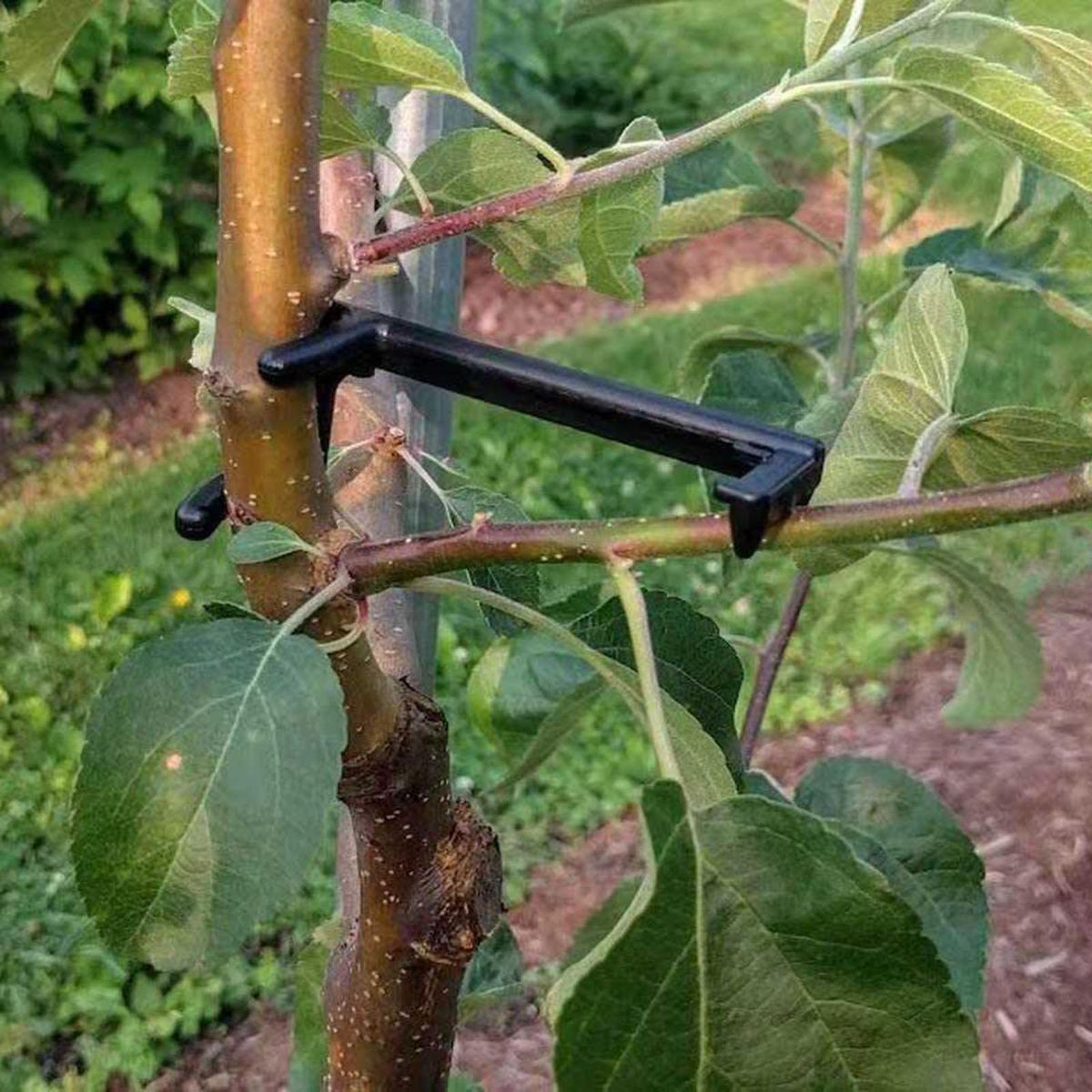10Pcs Branch Supporter Garden Fruit Tree Branch Spreader Black