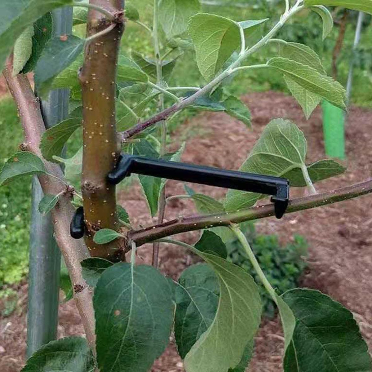 10Pcs Branch Supporter Garden Fruit Tree Branch Spreader Black