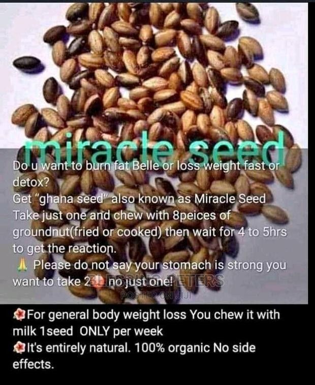 Miracle Seed/Ghana Seed/Cronton Seed (300pcs)