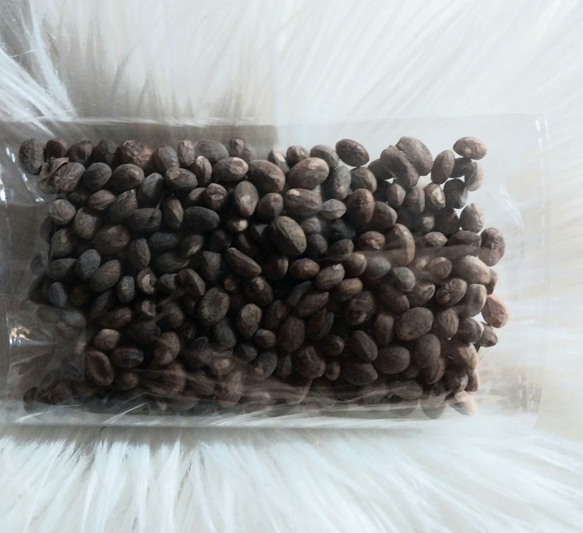 Miracle Seed / Croton Seed (50g)