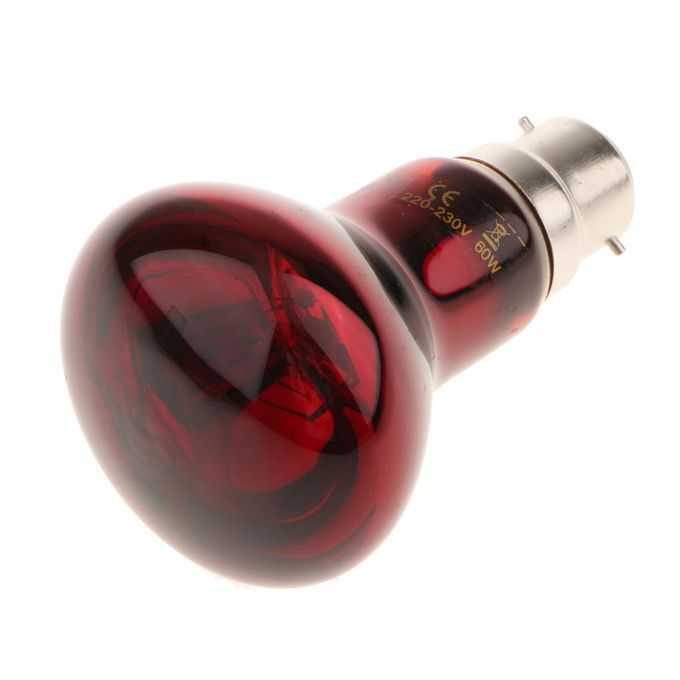 2Pcs Reptile Night Light UVA  Basking Lamp Brooder Lamp Bulb