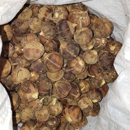 Silky Kola, Azanza Garckeana- 10 Kolas, Fruits